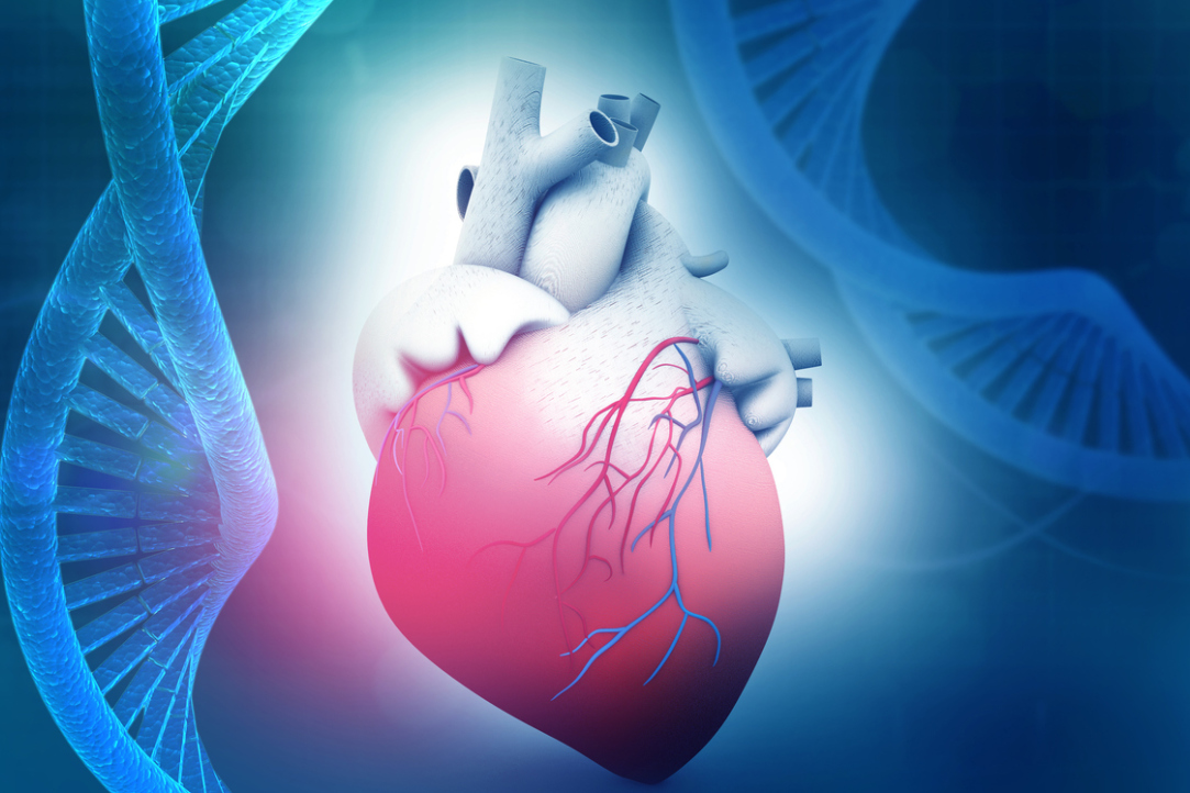 Genetics of Cardiovascular Diseases Consortium Opens at HSE University Illustration for news: Genetics of Cardiovascular Diseases Consortium Opens at HSE University