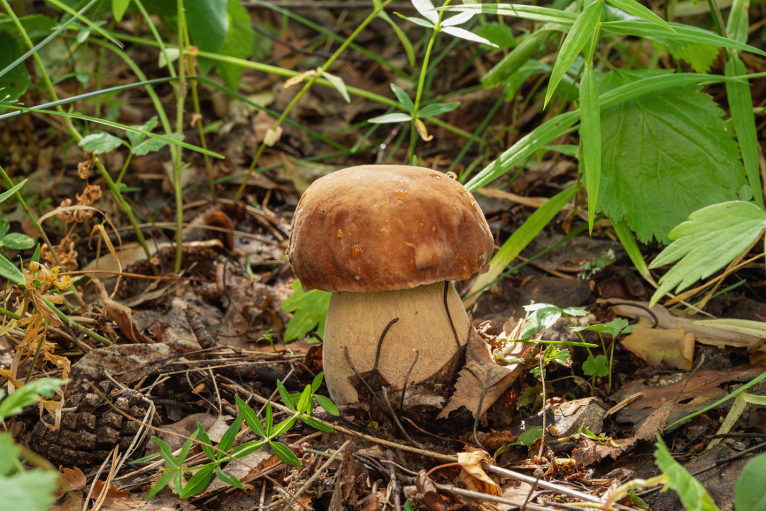 Nanai and Chukchi Found Intolerant to 'Mushroom Sugar' Illustration for news: Nanai and Chukchi Found Intolerant to 'Mushroom Sugar'