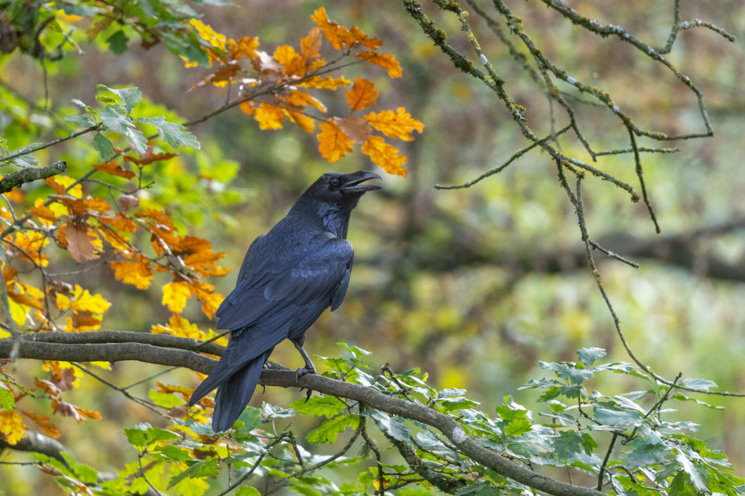 ‘My Goal Was Not to Profit from the Corvids but to Develop Methods for People and Birds to Interact’ Illustration for news: ‘My Goal Was Not to Profit from the Corvids but to Develop Methods for People and Birds to Interact’