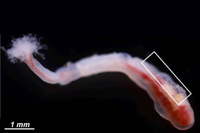 Russian Scientists Have Studied Marine Worm with Unique Spermatozoa Illustration for news: Russian Scientists Have Studied Marine Worm with Unique Spermatozoa