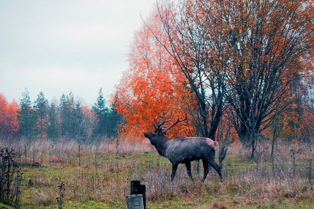 Acoustic Battles for the Harem: How the Calls of Siberian Wapiti Reveal Their Status and Individuality Illustration for news: Acoustic Battles for the Harem: How the Calls of Siberian Wapiti Reveal Their Status and Individuality